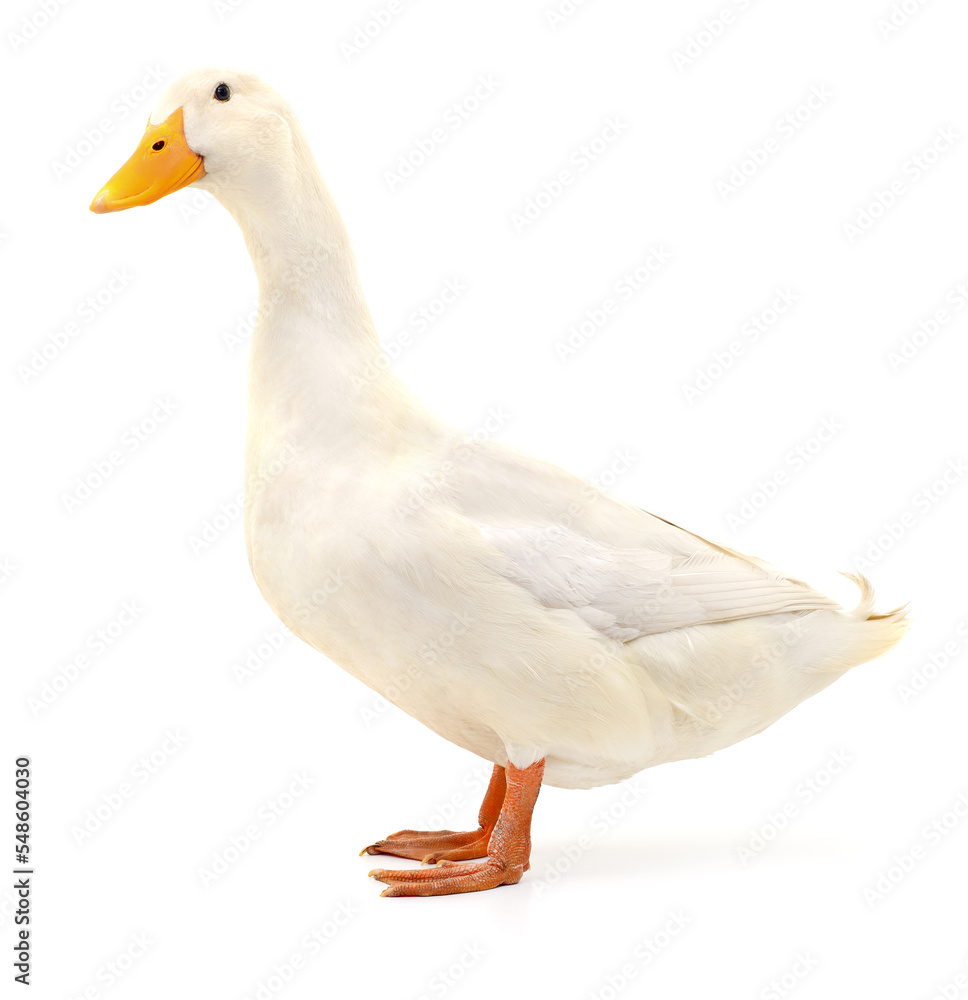 Obraz premium Duck on white.