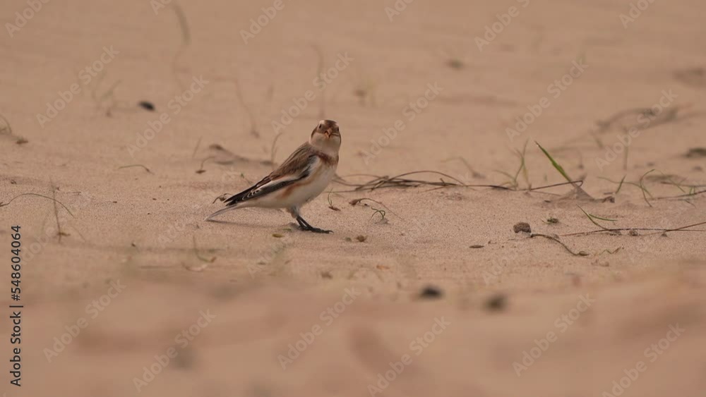 A snow bunting (Plectrophenax nivalis) in winter plumage foraging in the dunes