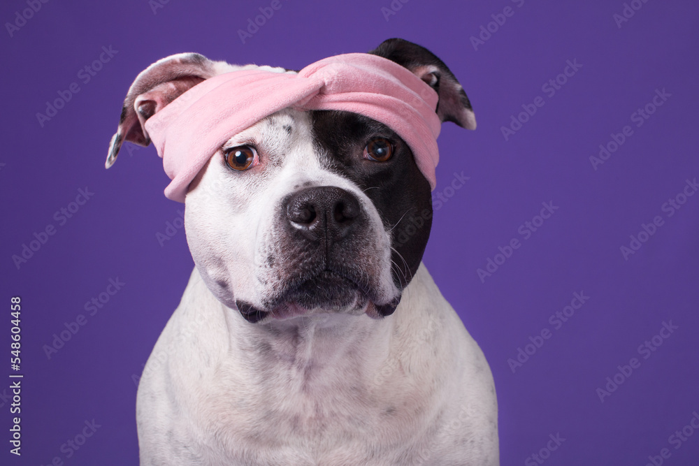 a dog with a headband on a lilac background. Fashionable pet, American Staffordshire Terrier
