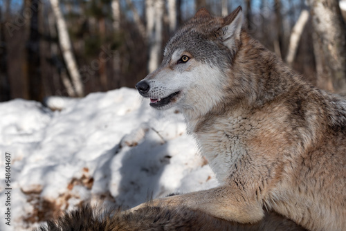 Grey Wolf (Canis lupus) Paws Over Back of Second Wolf Winter © geoffkuchera