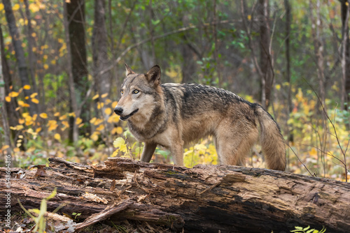 Grey Wolf  Canis lupus  Looks Over Top of Log Autumn