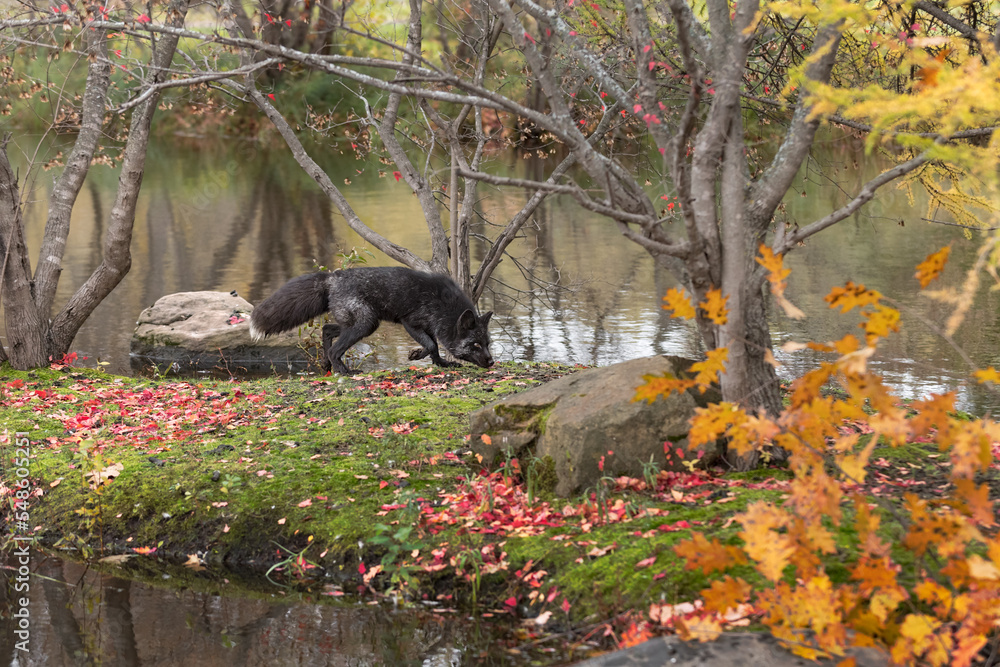 Naklejka premium Silver Fox (Vulpes vulpes) Trots Along Length of Island Autumn