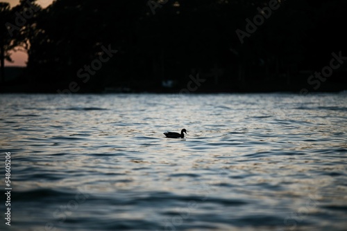 Silhouette of a lonely duck swimming in beautiful Greenwood lake in South Carolina photo