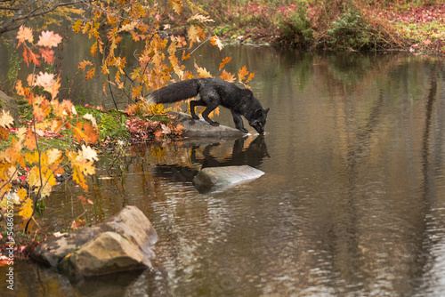 Obraz na płótnie Silver Fox (Vulpes vulpes) Nose to Water Reflected Autumn w salonie