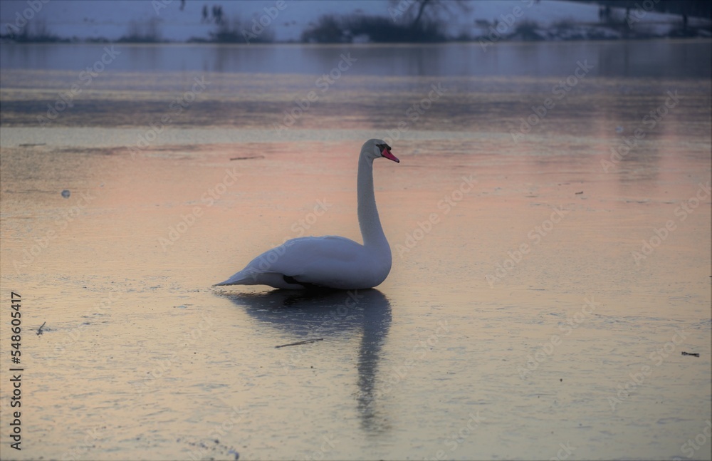 Fototapeta premium beautiful swan on the frozen lake at sunset. Close-up bird shot.