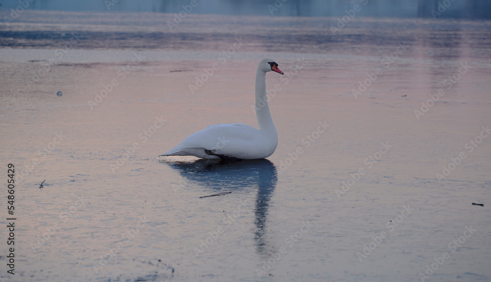 beautiful swan on the frozen lake at sunset. Close-up bird shot. beautiful swan on the frozen lake at sunset. Close-up bird shot.