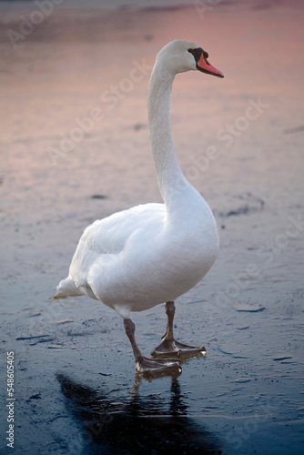 a white swan on a frozen lake at sunset. Winter landscapes. Winter and animals. Frozen lakes 