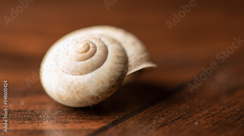 Snail, a small empty snail shell, selective focus.