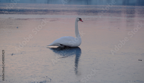 beautiful swan on the frozen lake at sunset. Close-up bird shot.