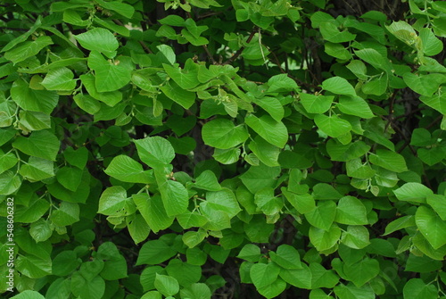 young spring green linden leaves as background