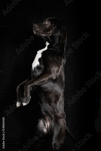 labrador studio portrait