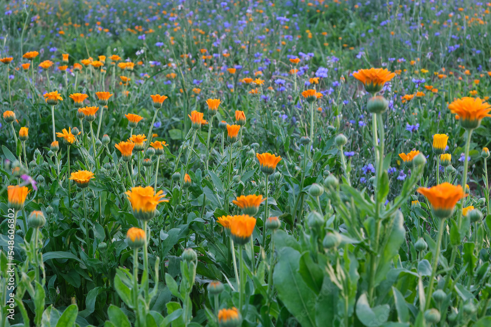 Beautiful vibrant orange marigold flowers (Calendula officinalis) in blurred surroundings of other field blues and oranges. Selective focus. Cultivation of medicinal herbs
