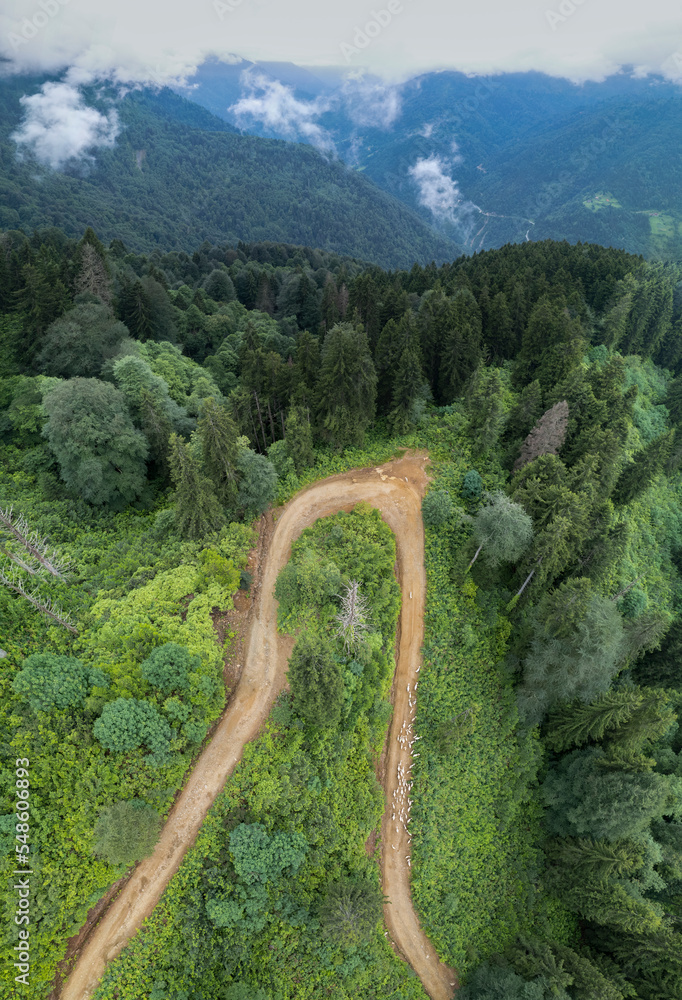 a shot of a path through the aerial forests. Misty mountains and forests. Camlihemsin, Rize, Turkey