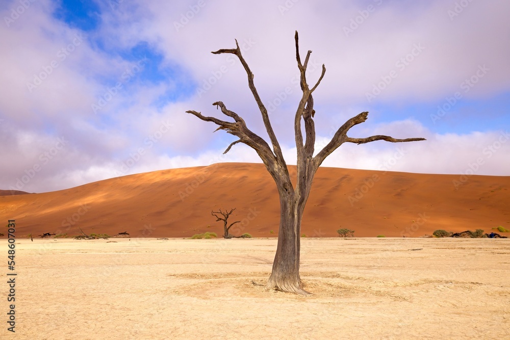 Dead Camelthorn Trees against red dunes and blue sky in Deadvlei, Sossusvlei. Namib-Naukluft National Park, Namibia, Africa