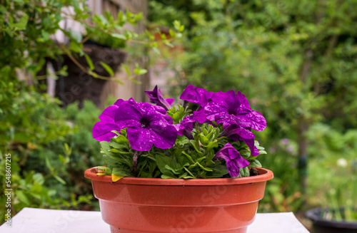 Violets in pots in the garden with water droplets on the leaves. Close-up shot