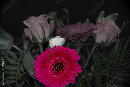 close-up of red flowers on black background.  Chrysanthemum  rose  daisy
