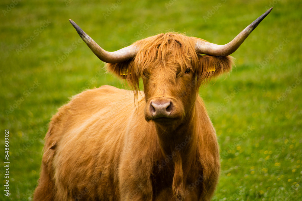 Highland Cow Highland Cow