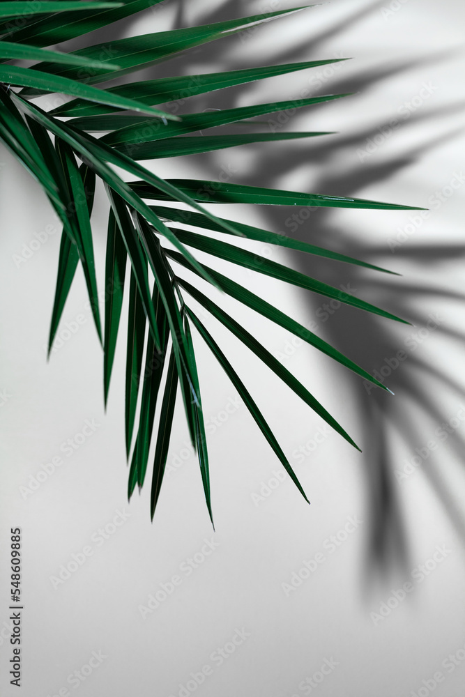 Exotic palm tree leaf and shadow on the grey background. Modern natural design for cards, invitations, covers.