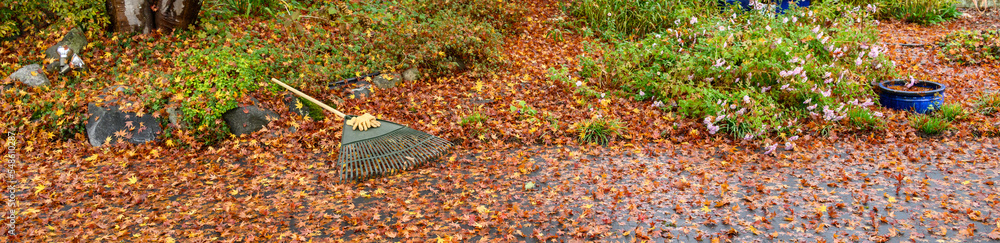 Leather work gloves and plastic rake with lots of wet maple leaves, fall cleanup
Leather work gloves and plastic rake with lots of wet maple leaves, fall cleanup
