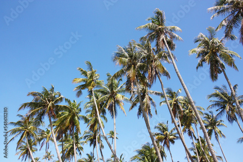 Palm trees against a cloudless blue sky. Palm trunks are arranged diagonally.