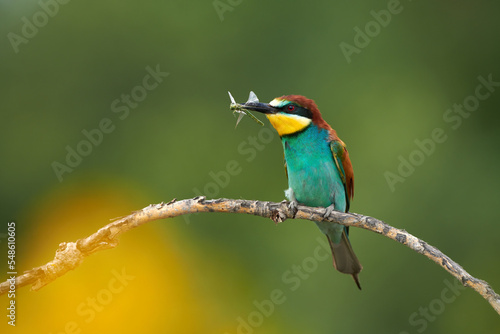 European bee-eater, Merops apiaster, with a dragonfly in its beak.