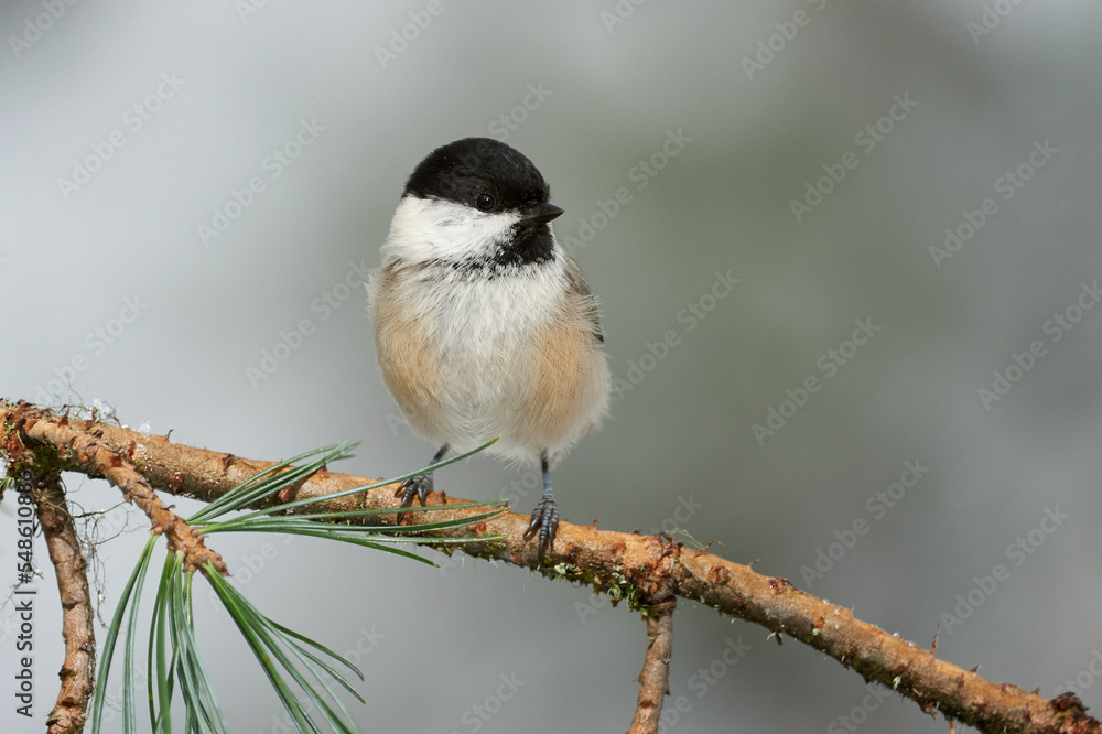 Fototapeta premium Willow tit in winter