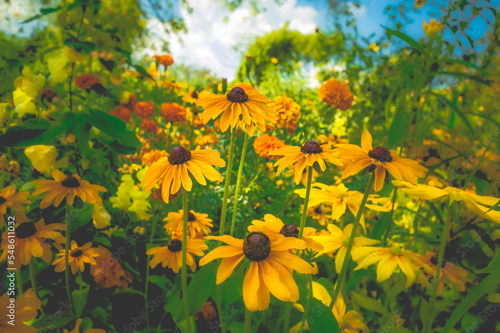 Obraz premium field of sunflowers