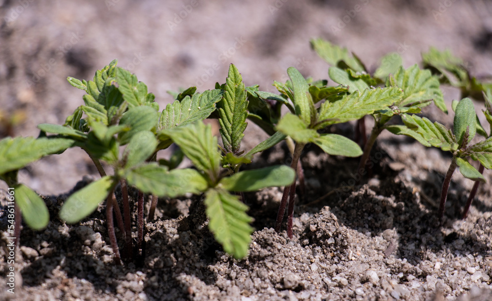 Obraz premium Cannabis Plant