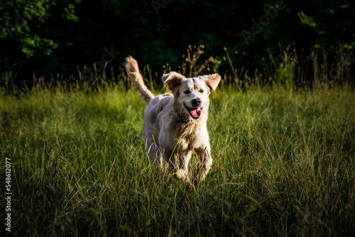 border collie dog