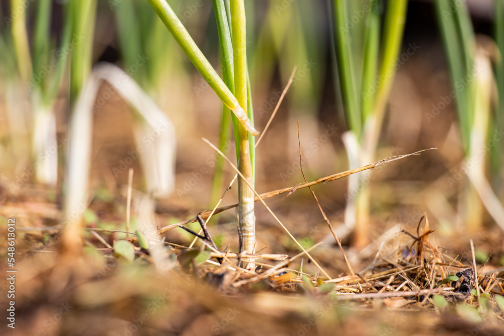 Fototapeta premium Veggies 