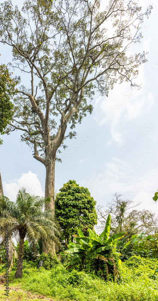 Iroko tree (Chlorophora excelsa), native to the west coast of Africa