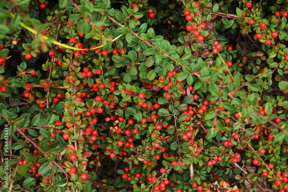 Plant with red berries in park, closeup