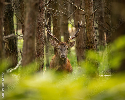 Fototapeta Naklejka Na Ścianę i Meble -  Jeleń