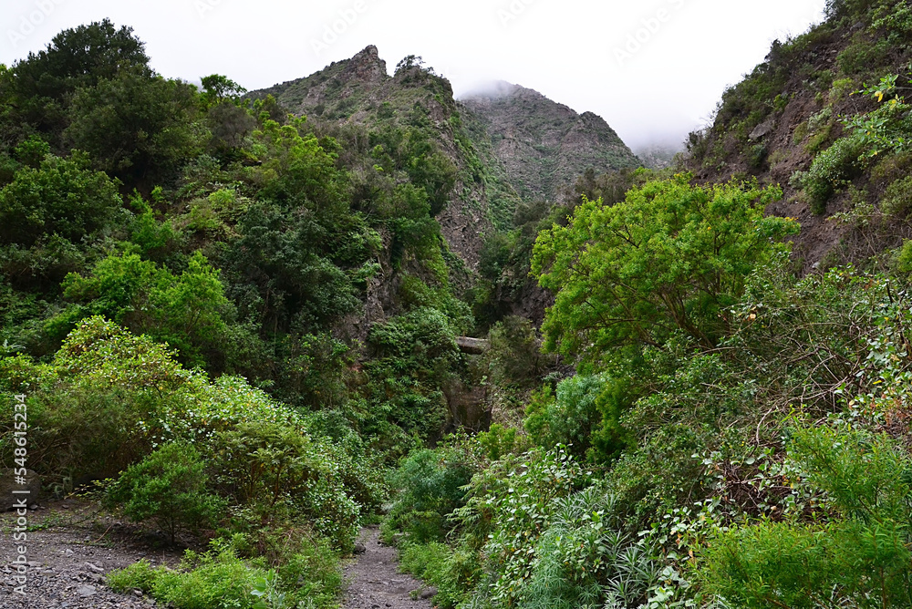 The Ravine of Badajoz natural landscape, Tenerife, Canary Islands, Spain.Soft focus.