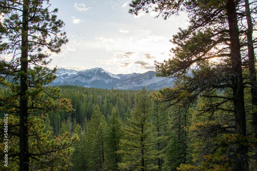 Rocky Mountains through trees, Alberta