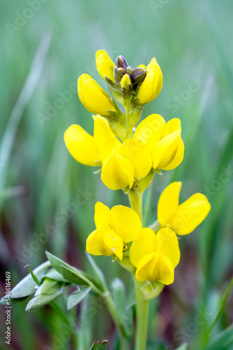 Yellow buffalobean flower in bloom photo