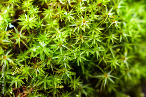 Green haircap moss closeup