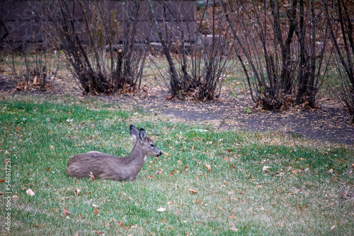 Close up view of a white tail deer resting on a residential grass lawn on an overcast autumn day 
