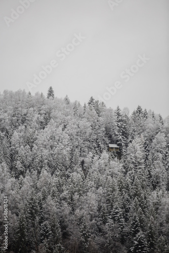 Wooden house in a snow covered mixed pine, fir and spruce trees forming a graphic texture. Winter mountain landscape vertical photo