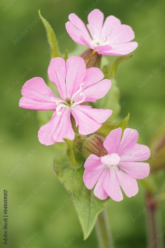 custom made wallpaper toronto digitalCloseup on a pink flower of the red campion or catchfly wildflower, Silene dioica, in the garden