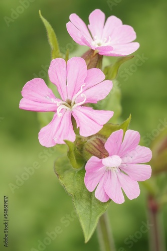Wallpaper Mural Closeup on a pink flower of the red campion or catchfly wildflower, Silene dioica, in the garden Torontodigital.ca