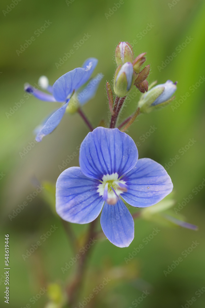 Closeup on the blue fower of germander speedwell, Veronica chamaedrys , in a meadow Closeup on the blue fower of germander speedwell, Veronica chamaedrys , in a meadow