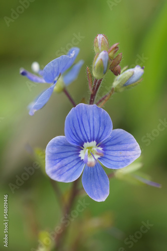 Closeup on the blue fower of germander speedwell, Veronica chamaedrys , in a meadow