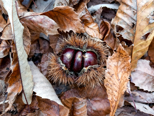 Fotografie 3 chestnuts inside chestnut hedgehog are on a ground covered with brown dry leav