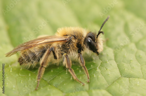 Closeup on a furry brown female Small sallow mining bee, Andrena praecox sitting on a green leaf © Henk