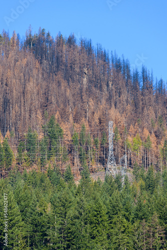 Bolt Creek Fire burn area in Washington Cascades contrasts with green trees on mountain with powerline passing across the edge of the burnt zone