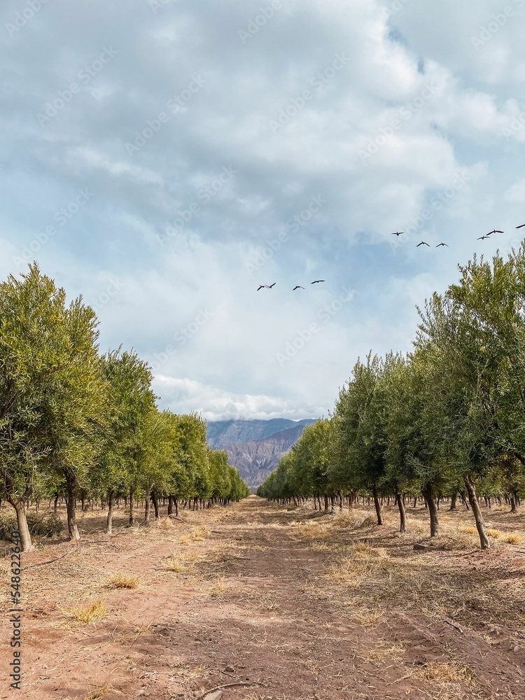 Fototapeta premium Vertical shot of an olive plantation with mountains on the background in Tinogasta, Argentina