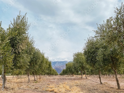Scenic view of an olive plantation with mountains on the background in Tinogasta, Argentina