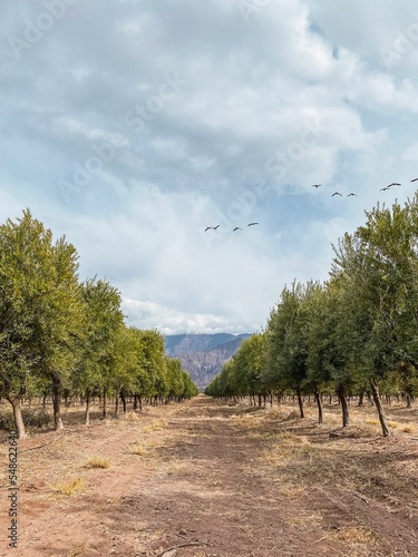 Vertical shot of an olive plantation with mountains on the background in Tinogasta, Argentina