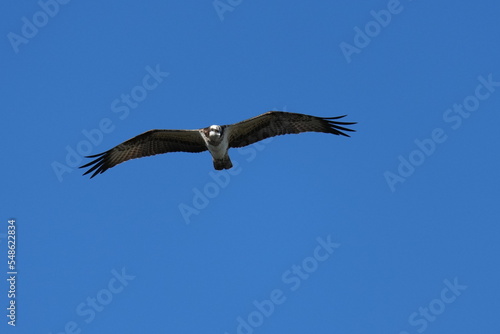 osprey is hunting a fish